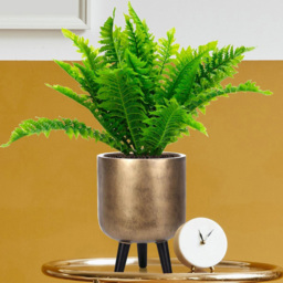 wilko Gold Concrete Effect Indoor Planter with Legs 34cm - Instadecor - thumbnail 4