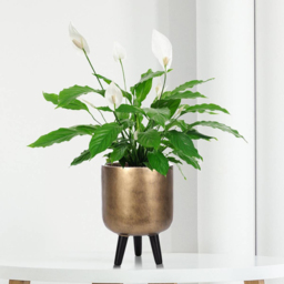 wilko Gold Concrete Effect Indoor Planter with Legs 34cm - Instadecor - thumbnail 5