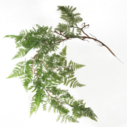 Leaf Dark Green Maidenhair Fern Hanging Artificial Plant 100cm 6 Pack - Size: 100 x 30 x 2cm - Wilko - thumbnail 3