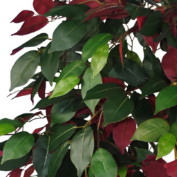 Leaf Capensia Ficus Artificial Tree in Pot 120cm - Size: 120 x 60 x 60cm - Green - Wilko - thumbnail 3