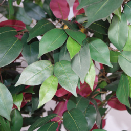 Leaf Capensia Ficus Artificial Tree in Pot 120cm - Size: 120 x 60 x 60cm - Green - Wilko - thumbnail 4