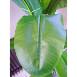 Botanik Tropical Artificial Banana Tree in Pot 6ft - Size: 180 x 90 x 90cm - Green - Wilko - thumbnail 5