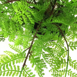 Botanik Lady Fern Artificial Tree in Pot 30cm - Size: 30 x 40 x 40cm - Green - Wilko - thumbnail 5