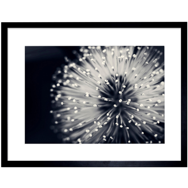 Wee Blue Coo Black and White Floral Bloom Flower Photo Framed Wall Art Print 30 x 41cm - Size: 43.3 x 33.3 x 1.5cm - Wilko - image 1