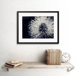 Wee Blue Coo Black and White Floral Bloom Flower Photo Framed Wall Art Print 30 x 41cm - Size: 43.3 x 33.3 x 1.5cm - Wilko - thumbnail 3