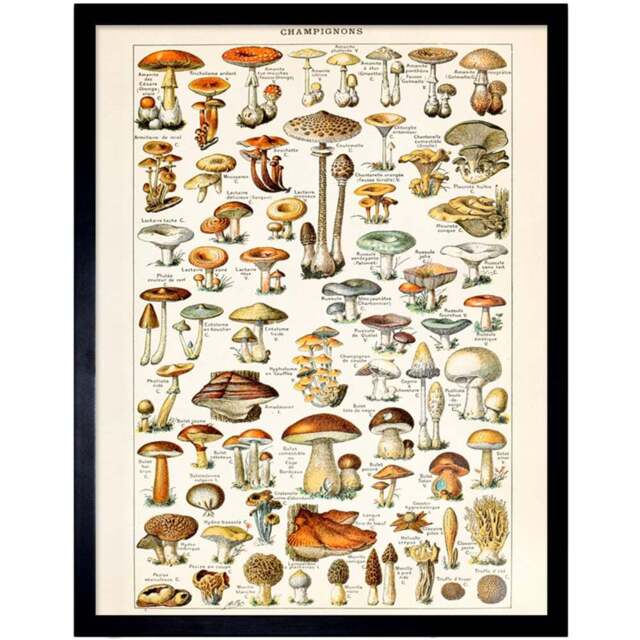 Artery8 Millot Encyclopaedia Page Mushrooms Fungus Framed Wall Art Print 30 x 41cm - Size: 43.3 x 33.3 x 1.5cm - Multi - Wilko - image 1