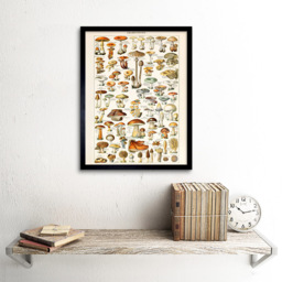 Artery8 Millot Encyclopaedia Page Mushrooms Fungus Framed Wall Art Print 30 x 41cm - Size: 43.3 x 33.3 x 1.5cm - Multi - Wilko - thumbnail 3