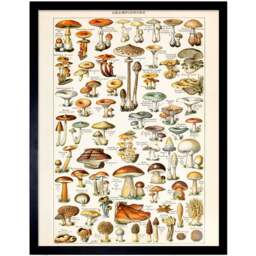 Artery8 Millot Encyclopaedia Page Mushrooms Fungus Framed Wall Art Print 30 x 41cm - Size: 43.3 x 33.3 x 1.5cm - Multi - Wilko - thumbnail 1