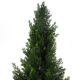 Botanik Cypress UV Cedar Artificial Topiary Tree - Size: 120 x 35 x 35cm - Green - Wilko - thumbnail 3