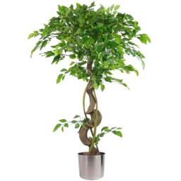 Botanik Japanese Fruticosa Ficus Artificial Tree with Twisted Trunk in Silver Metal Planter 4ft - Size: 120 x 60 x 60cm - Green - Wilko