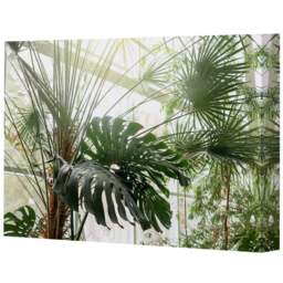 Benjamin Tate Design Green Plants in Botanical Garden Canvas 101 x 77cm - Wilko - thumbnail 1