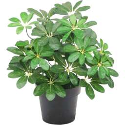Botanik Dark Arboricola Plant Umbrella Artificial Tree 55cm - Size: 55 x 30 x 30cm - Green - Wilko - thumbnail 1