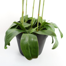 Botanik Large Black Orchid Artificial Plant in Pot 3.6ft - Size: 110 x 40 x 40cm - Wilko - thumbnail 6