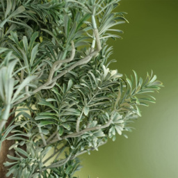 Botanik Large Artificial Boxwood Style Artemisa Topiary Plant 14cm - Size: 70 x 40 x 40cm - Green - Wilko - thumbnail 4