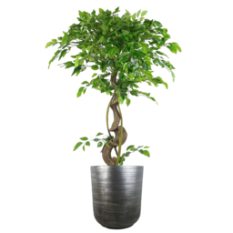 Leaf Coya Silver Ridged Composite Planter 39 x 33cm - Size: 39 x 33 x 33cm - Grey - Wilko - thumbnail 3