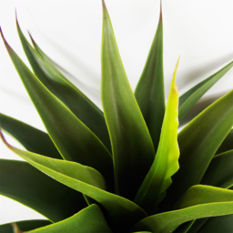 Botanik Yukka Tropical Artificial Plant in Pot 55cm - Size: 55 x 50 x 50cm - Green - Wilko - thumbnail 5