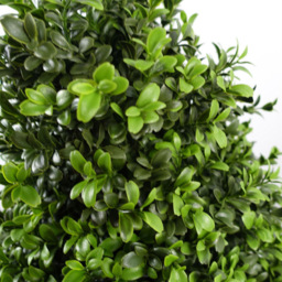 Botanik Artificial Buxus Ball Cone Topiary Tree 120cm - Size: 120 x 45 x 45cm - Green - Wilko - thumbnail 4