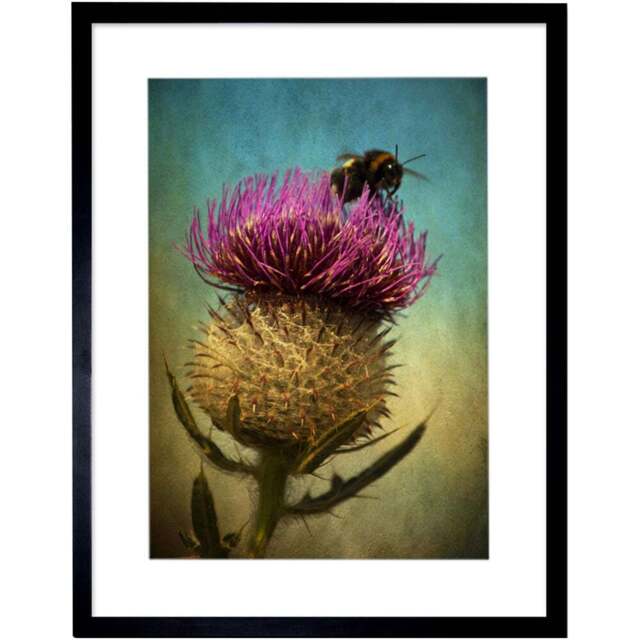 Wee Blue Coo Photo Bumble Bee Thistle Flower Scotland Framed Wall Art Print 30 x 41cm - Size: 43.3 x 33.3 x 1.5cm - Green - Wilko - image 1