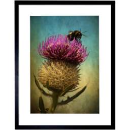 Wee Blue Coo Photo Bumble Bee Thistle Flower Scotland Framed Wall Art Print 30 x 41cm - Size: 43.3 x 33.3 x 1.5cm - Green - Wilko - thumbnail 1
