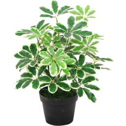Botanik Light Arboricola Plant Umbrella Artificial Tree 55cm - Size: 55 x 30 x 30cm - Green - Wilko - thumbnail 1