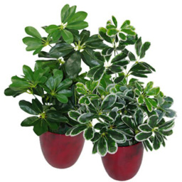 Botanik Light Arboricola Plant Umbrella Artificial Tree 55cm - Size: 55 x 30 x 30cm - Green - Wilko - thumbnail 3