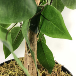 Leaf Bushy Ficus Artificial Tree in Pot 120cm - Size: 120 x 60 x 60cm - Green - Wilko - thumbnail 4