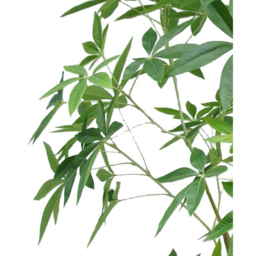 Botanik Pachira Money Tree Artificial Plant in Pot 7ft - Size: 210 x 100 x 100cm - Green - Wilko - thumbnail 3