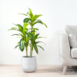 Agave Tree Indoor Artificial Plant 100cm - Size: 100 x 30 x 30cm - Green - MCC - Wilko - thumbnail 3