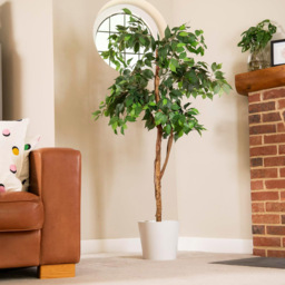 Garden Gear 3 Trunk Artificial Ficus Tree in Pot 150cm - Size: 150 x 17 x 17cm - Green - Thompson & Morgan - Wilko - thumbnail 3