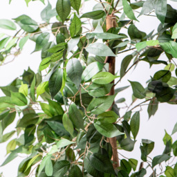 Garden Gear 3 Trunk Artificial Ficus Tree in Pot 150cm - Size: 150 x 17 x 17cm - Green - Thompson & Morgan - Wilko - thumbnail 4