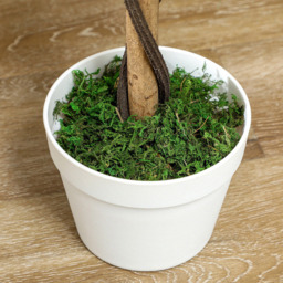 Portland White Rose Artificial Tree in Pot 90cm 2 Pack - Size: 90 x 18 x 18cm - Wilko - thumbnail 6