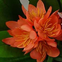 Leaf Orange Flower Freesia Artificial Plant 18cm - Size: 18 x 25 x 25cm - Wilko - thumbnail 3