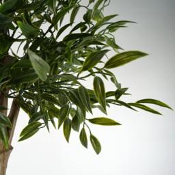 Botanik Japanese Ruscus Artificial Tree in Pot 5ft - Size: 140 x 70 x 70cm - Green - Wilko - thumbnail 3