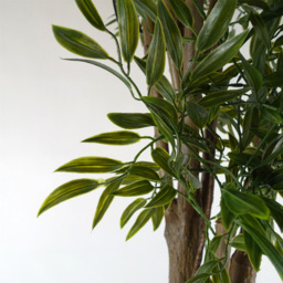 Botanik Japanese Ruscus Artificial Tree in Pot 5ft - Size: 140 x 70 x 70cm - Green - Wilko - thumbnail 4