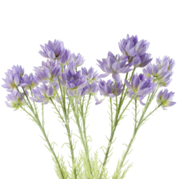 Leaf 30 Purple Starflower Artificial Stem Flowers 60cm 6 Pack - Size: 60 x 8 x 8cm - Wilko - thumbnail 3