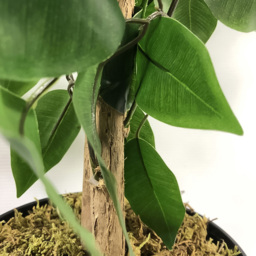 Botanik Green Extra Large Bushy Ficus Artificial Tree in Pot 4ft - Size: 120 x 60 x 60cm - Wilko - thumbnail 4