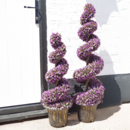 Leaf Artificial Purple Large Leaf Spiral Topiary Tree with Decorative Planters 120cm 2 Pack - Size: 120 x 35 x 35cm - Wilko - thumbnail 3