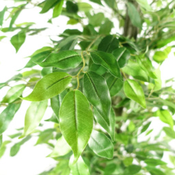 Leaf Ficus Artificial Tree in Pot 180cm - Size: 180 x 70 x 70cm - Green - Wilko - thumbnail 3