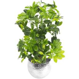 Botanik Gold Capella Artificial Plant in Silver Planter 2.5ft - Size: 65 x 45 x 45cm - Green - Wilko