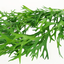 Botanik Staghorn Fern Hanging Artificial Plant 80cm - Size: 80 x 20 x 4cm - Green - Wilko - thumbnail 4