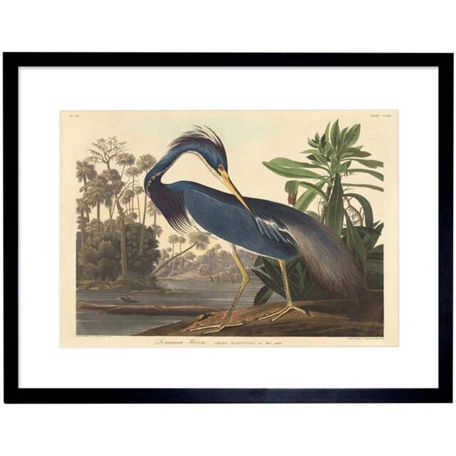 Wee Blue Coo Audubon Louisiana Heron Painting Framed Wall Art Print 30 x 41cm - Size: 43.3 x 33.3 x 1.5cm - Wilko - image 1