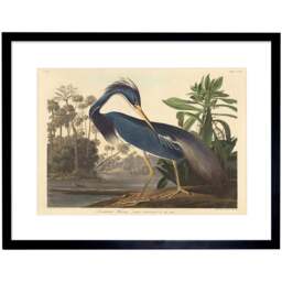 Wee Blue Coo Audubon Louisiana Heron Painting Framed Wall Art Print 30 x 41cm - Size: 43.3 x 33.3 x 1.5cm - Wilko - thumbnail 1