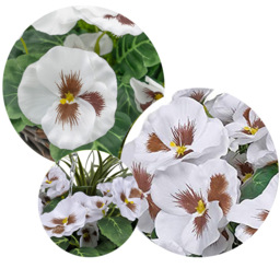 GreenBrokers Artificial White Pansies Round Rattan Hanging Plant Baskets 2 Pack - Size: 30 x 60 x 30cm - Multi - Wilko - thumbnail 4