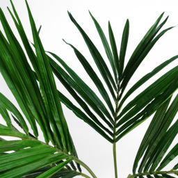 Botanik Kentia Palm Artificial Tree in Pot 4ft - Size: 120 x 90 x 90cm - Green - Wilko - thumbnail 3