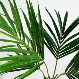 Botanik Kentia Palm Artificial Tree in Pot 4ft - Size: 120 x 90 x 90cm - Green - Wilko - thumbnail 5