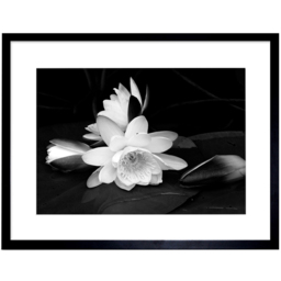 Wee Blue Coo White Lotus Flower Bloom Black Photo Framed Wall Art Print 30 x 41cm - Size: 43.3 x 33.3 x 1.5cm - Wilko - thumbnail 1