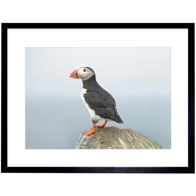 Wee Blue Coo Atlantic Puffin Rock Sea Photo Framed Wall Art Print 30 x 41cm - Size: 43.3 x 33.3 x 1.5cm - Wilko - image 1