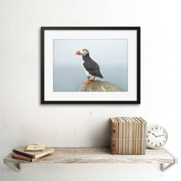 Wee Blue Coo Atlantic Puffin Rock Sea Photo Framed Wall Art Print 30 x 41cm - Size: 43.3 x 33.3 x 1.5cm - Wilko - thumbnail 3