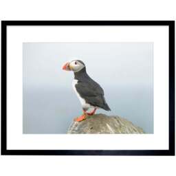 Wee Blue Coo Atlantic Puffin Rock Sea Photo Framed Wall Art Print 30 x 41cm - Size: 43.3 x 33.3 x 1.5cm - Wilko - thumbnail 1