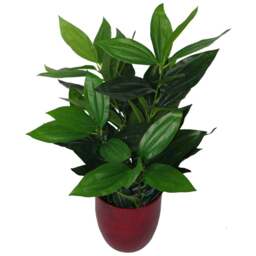 Leaf Bushy Evergreen House Plant in Pot 70cm - Size: 70 x 35 x 35cm - Wilko - thumbnail 1